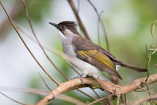 Ashy bulbul